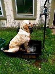 Golden Retrievers God S Gift To Mankind Outdoor Dog Dog Wash Outdoor Shower