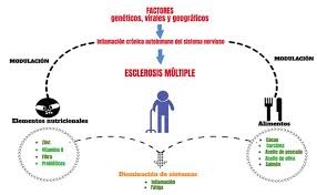 Lesiona la vaina de mielina, el material que rodea y protege las células nerviosas. Nutrientes Y Alimentos En La Esclerosis Multiple