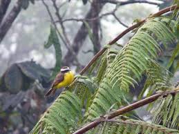 Image result for Renealmia susanneae-katziae