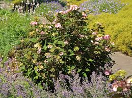 Generell gilt die hortensie heute als pflegeleichte pflanze für haus und garten, die eine große äußerliche vielfalt sowie eine gute haltbarkeit kennzeichnet. Kleinwuchsige Hortensie Preziosa Hydrangea Serrata Preziosa Baumschule Horstmann