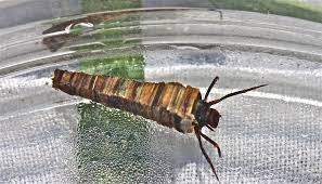 Image result for Brachythrix