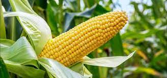 Maize (n.) 1550s, the grain of indian corn; 1580s of the cereal plant of the grass family that produces it, from cuban spanish maiz, from arawakan (haiti) mahiz, the native name of the plant. Study Genetically Modified Maize Is Actually Good For Us