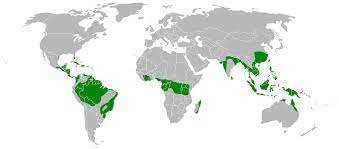 Banana trees, ferns, and palm trees. Are There Any Rainforests In In North America Socratic