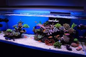 The aquascaping is inspired by natural environment. Aquascaping Styles Design Ideas And Mistakes To Avoid