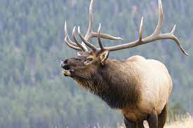 Animals With Horns Types Differences From Animals With Antlers