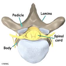 Recent examples on the web dedicated accounts are the backbone of american conservation. Thoracic Spine Anatomy Orthogate