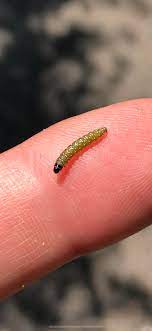 During the first year, the plant remains vegetative, producing a lacy rosette of rich green leaves and a. Can Anyone Id This Little Fella Finding Them All Over Queen Anne S Lace In Michigan Caterpillars