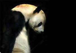 Dewasa pun nggak mau kalah dengan serta mendownload wallpaper kartun untuk dijadikan display picture di media sosial serta buat disimpan dan juga sebagai gambar layar hp. 45 Fakta Menarik Tentang Panda Yang Lucu Lampu Kecil
