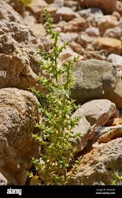 Image result for Salsola kali