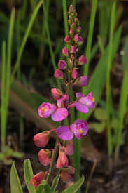 Image result for Polygalaceae