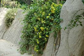 Image result for Tristellateia