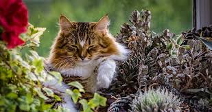 Succulents that are safe for cats and dogs. Are Succulents Poisonous To Cats 7 Succulents To Avoid Beyond The Treat