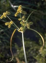 Image result for Cyperus alopecuroides