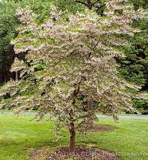 The Lovely Snowbell White Flowering Trees Ornamental Trees Small Trees For Garden