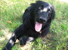 Image result for flat coated retrívr