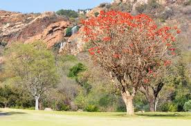 Image result for Erythrina abyssinica