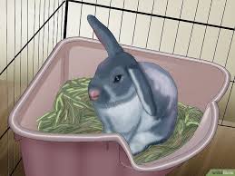 Set Up A Rabbit Cage Cage Lapin Lapin Et Cage Lapin Nain