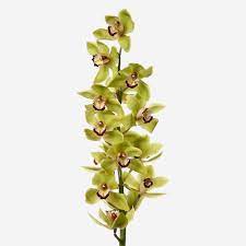 Cut Orchid Flowers | Luxury Cut Orchid Flower Delivery NYC | FLOWERBX US