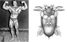 His story starts like any other. Arnold Schwarzenegger Gets A Bug Named After Him The Boston Globe