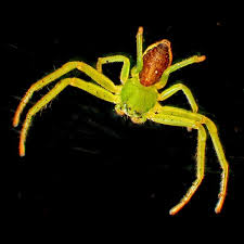 What do you think it is. Colorful Spiders Slideshow Oupblog