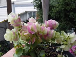 Image result for Clerodendrum rotundifolium