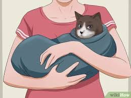 Make sure you check with your vet first; 6 Ways To Give A Cat A Pill Wikihow Pet