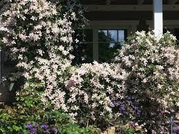 Also liebe bauherren und liebe nachbarn: 14 Lieblinge Die Einen Cottage Garten Zaubern Ohne Arbeit In 2020 Cottage Garten Garten Blumen Fur Garten