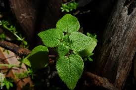 Image result for Parietaria debilis