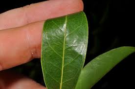 Image result for Maranthes