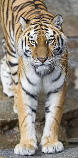 Standing Female Siberian Tiger Flickr Photo Sharing Siberian Tiger Animals Wild Animals Beautiful