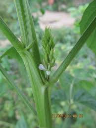 Image result for Cyamopsis