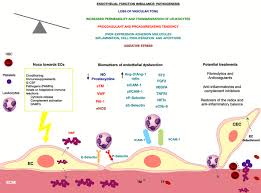 Frontiers | Early vascular endothelial complications after hematopoietic  cell transplantation: Role of the endotheliopathy in biomarkers and target  therapies development