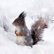 صور مميزة لحيوانات وخلفيات من لقطات أخرى Squirrel Art Animals Animal Projects