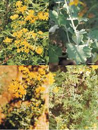 Image result for Emilia transvaalensis