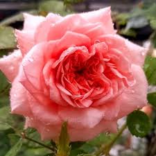 We did not find results for: La Vida Rosa Edisi Masih Krucil2 Udah Kehujanan Facebook
