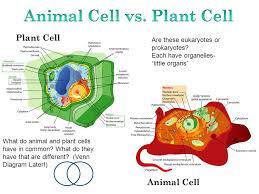 Plant and animal cells both have a nucleus, endoplasmic reticulum, ribosomes, a golgi apparatus, vesicles, mitochondria and a cell membrane. Bell Ringer Bring It All Together Ppt Video Online Download