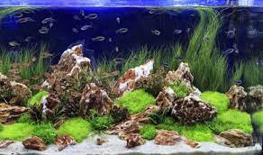 Each aquascape tree takes about 7 days with the minimum of 4 artists to make, then 1 day to pass quality control before we move them from our asia manufacture to our us warehouse here in texas. What Aquascaping Is And How To Get In On Tank Design