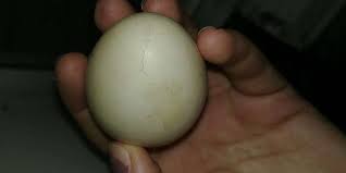 The sniff test is when you smell your eggs; Will A Cracked Hatching Egg Survive Incubation Cluckin