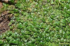 Image result for Didymoglossum erosum