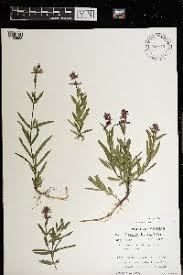 Image result for Stachys aculeolata