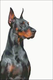 Doberman Counted Cross Stitch Pattern Etsy In 2020 Doberman Doberman Puppy Doberman Dogs