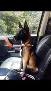 Puppies are utd on vaccines, and. Belgian Malinois Puppies For Sale In Denver Colorado Classified Americanlisted Com