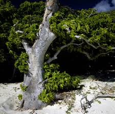 Image result for Pisonia