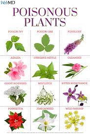 Guide To Poisonous Plants Poisonous Plants Poison Ivy Plants Plants
