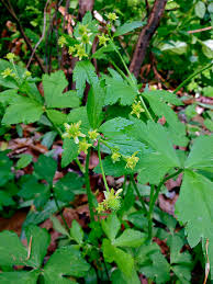Image result for Ranunculus oreophytus