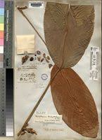 Image result for Sarcophrynium brachystachyum