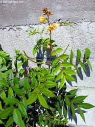 Image result for Senna occidentalis