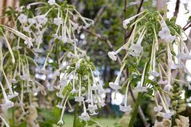 Grow it in a pot by the back door near the kitchen and it will fill your space with a sweet scent. How To Grow Tobacco Plant Nicotiana Bbc Gardeners World Magazine