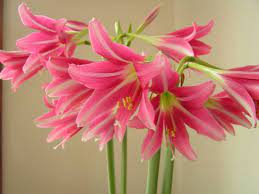 Pin By Matt Diclemente On Fragrant Amaryllis Varieties Amaryllis Flowers Beautiful Pink Flowers Amaryllis