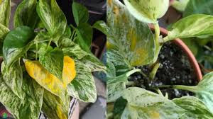 Even after you correct the problem, it's still likely that the yellow leaves will fall off with time. Why Are My Marble Queen Leaves Turning Yellow Easy Solutions Garden For Indoor
